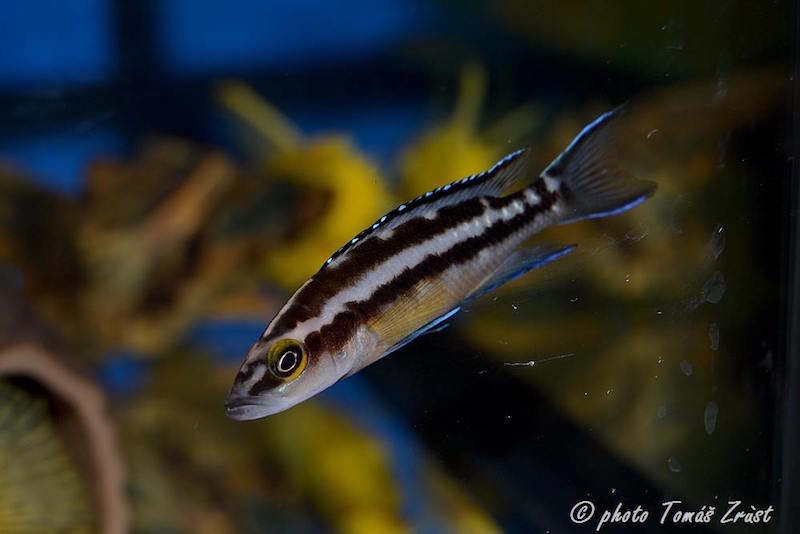 Neolamprologus buescheri 'Cape Kachese'